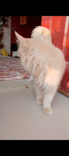 Adult Persian female in fawn color,03082214157 whtsp