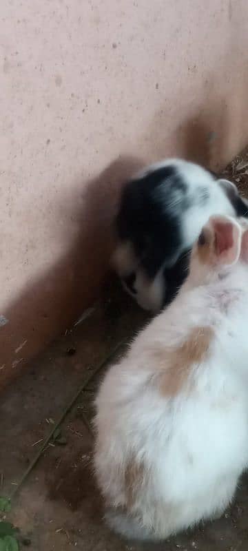 new born baby rabbits 8