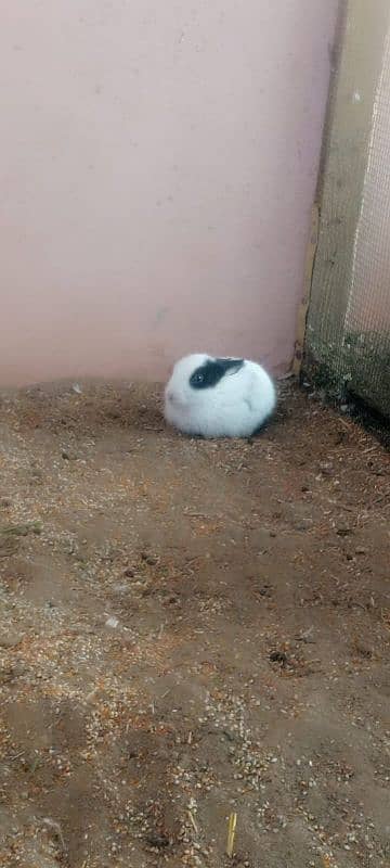 new born baby rabbits 11