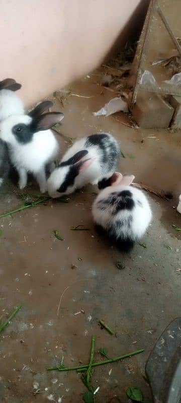 new born baby rabbits 12