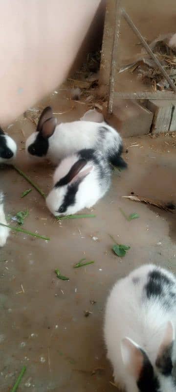 new born baby rabbits 14