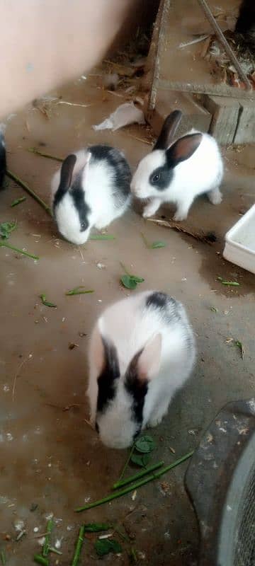 new born baby rabbits 15