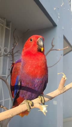 electus macaw and ducorp cockatoo