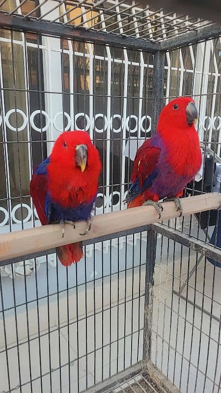 electus macaw and ducorp cockatoo 1