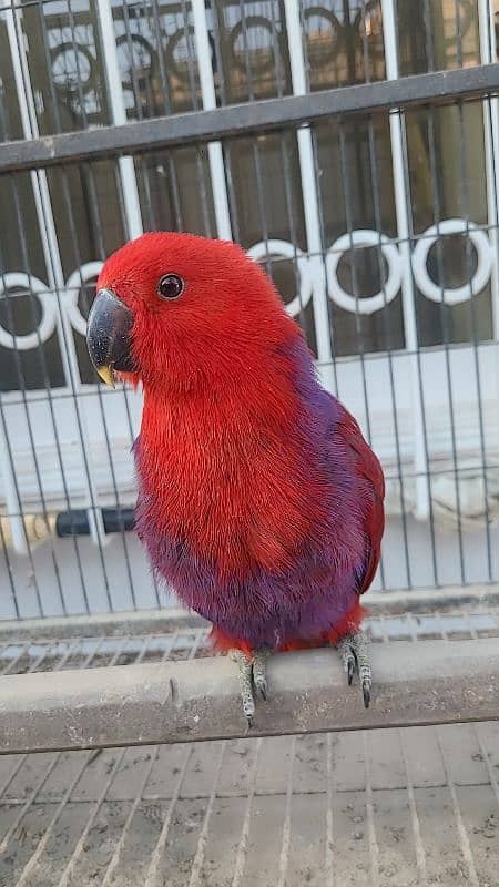 electus macaw and ducorp cockatoo 2