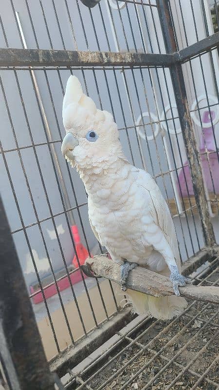 electus macaw and ducorp cockatoo 6