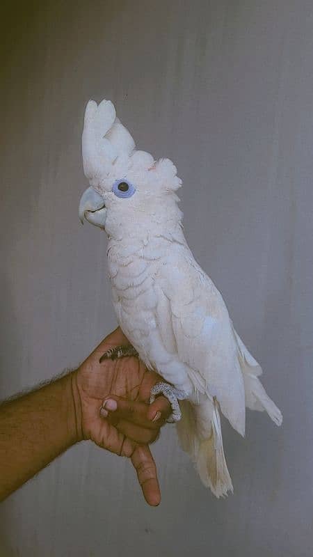 electus macaw and ducorp cockatoo 8