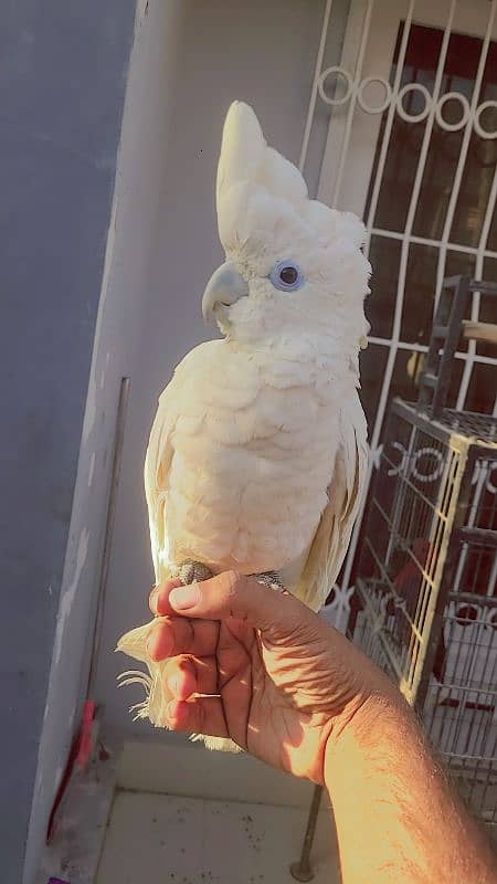 electus macaw and ducorp cockatoo 10