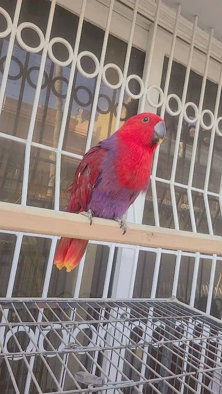 electus macaw and ducorp cockatoo 12