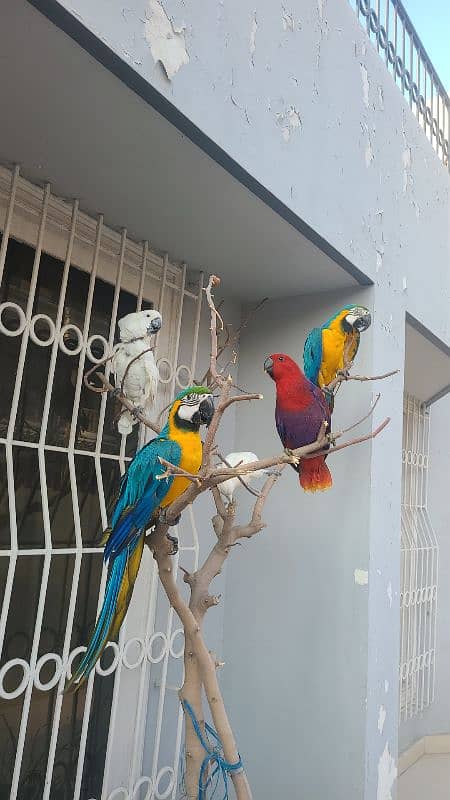 electus macaw and ducorp cockatoo 13