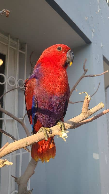 electus macaw and ducorp cockatoo 14