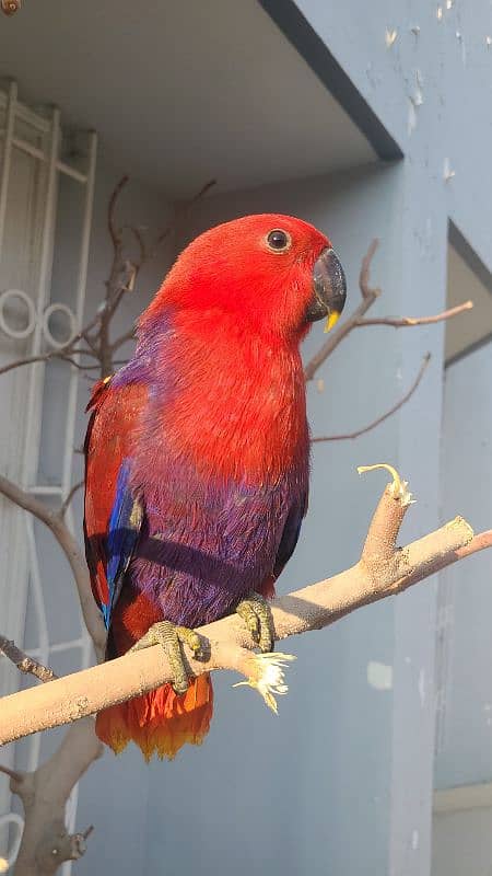 electus macaw and ducorp cockatoo 15