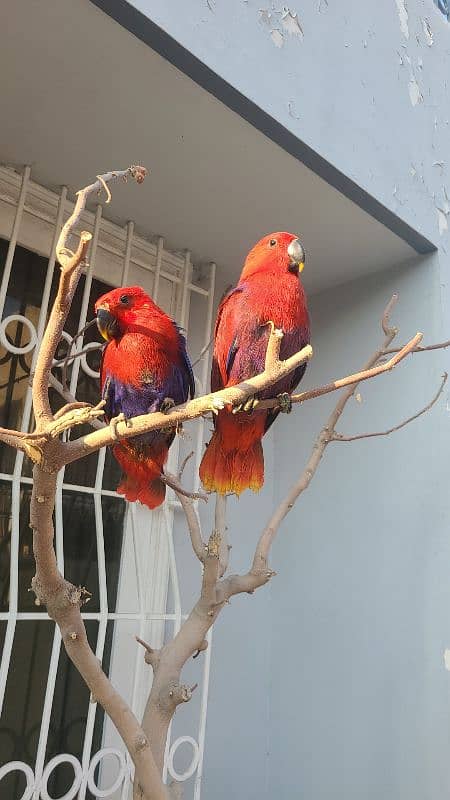 electus macaw and ducorp cockatoo 16