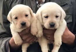 Labrador British puppies 03367222746