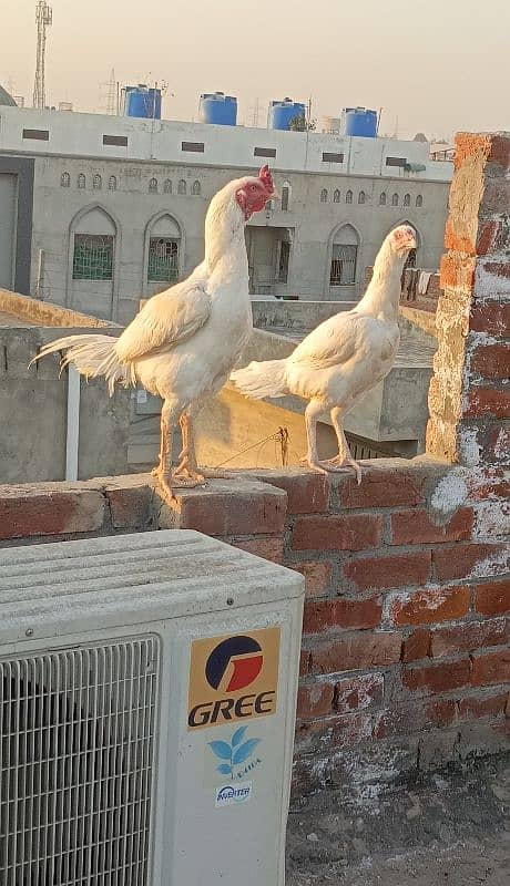 Exotic Hens for sale 5