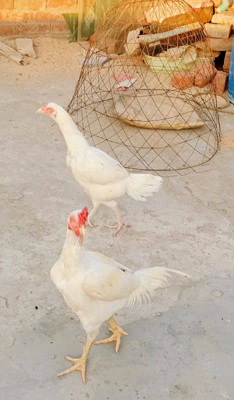 Exotic Hens for sale 6