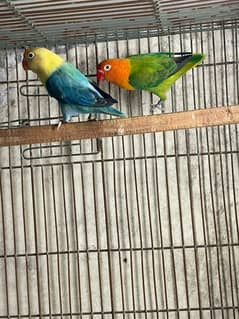 lovebirds pair available for sale