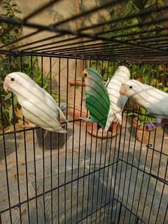 Albino red eyes and split love birds