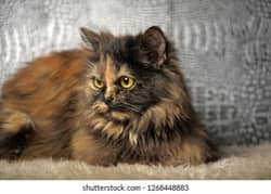 Persian male cat