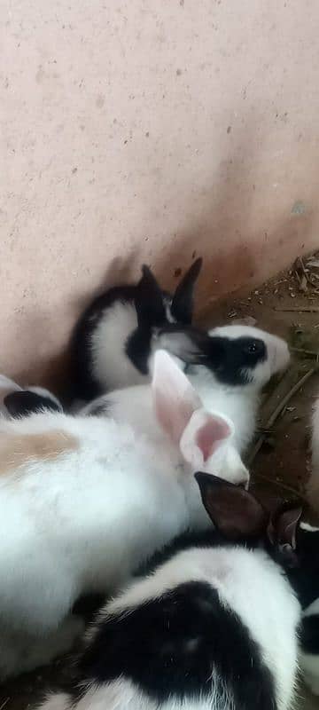 new born baby rabbits 17