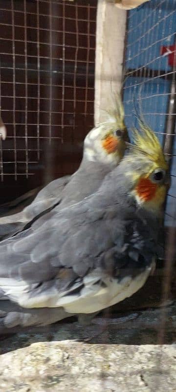 cockatiel parrot nail Tel fly all ok good healthy per pece price 0