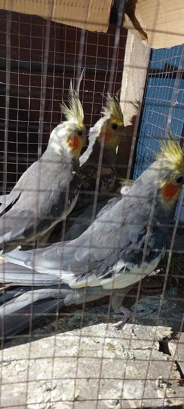 cockatiel parrot nail Tel fly all ok good healthy per pece price 3