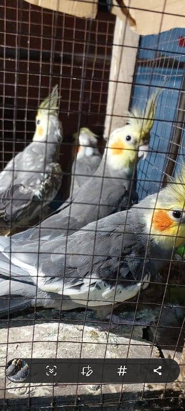 cockatiel parrot nail Tel fly all ok good healthy per pece price 4