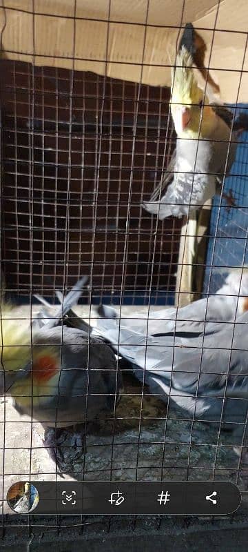 cockatiel parrot nail Tel fly all ok good healthy per pece price 5