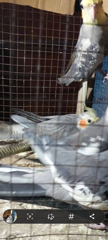 cockatiel parrot nail Tel fly all ok good healthy per pece price 6