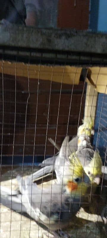 cockatiel parrot nail Tel fly all ok good healthy per pece price 7