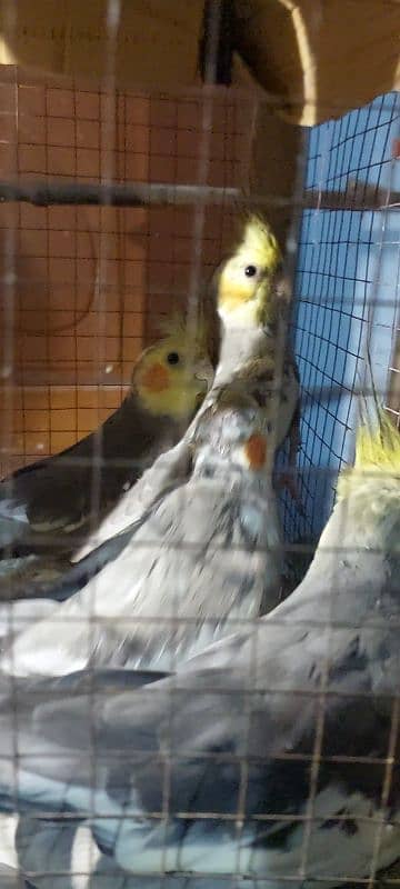 cockatiel parrot nail Tel fly all ok good healthy per pece price 8