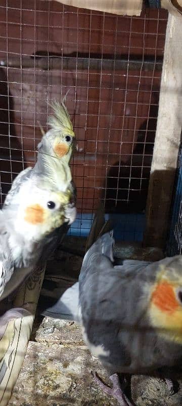 cockatiel parrot nail Tel fly all ok good healthy per pece price 9