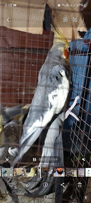 cockatiel parrot nail Tel fly all ok good healthy per pece price 10