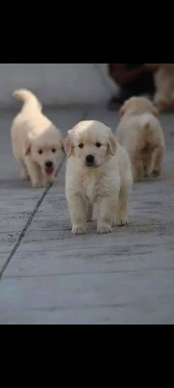 Golden Retriever Canadian 1