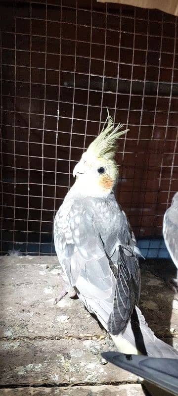 cockatiel breeder pair active and health 2