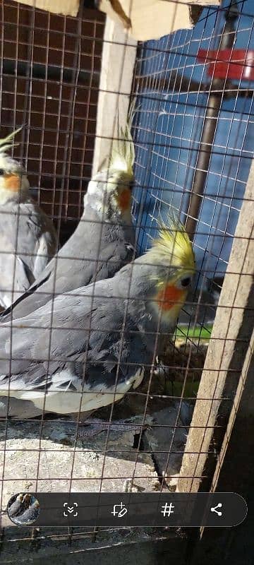 cockatiel breeder pair active nail Tel fly all ok good healthy pair 3