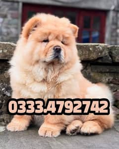 Chow chow dogs available 0333,4792742