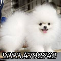 cute teacup Pomeranian 0333,4782742