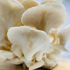 fresh oyster mushroom Available