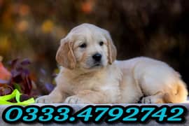 golden retriever puppy 0333,4792742