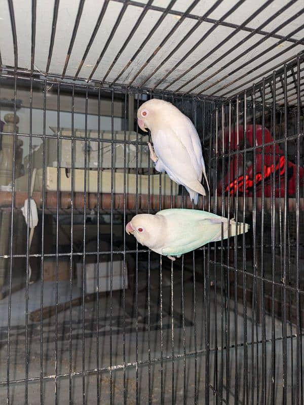 Albino Red Eye Confirm Breader Pairs Age 2Years 0