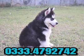 Siberian husky puppies available 0333,4792742