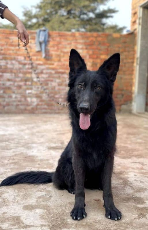 black German shepherd confirm breeder female for sale. 0