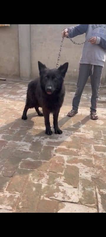 black German shepherd confirm breeder female for sale. 3