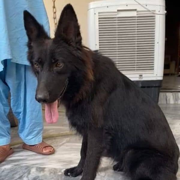 black German shepherd confirm breeder female for sale. 4