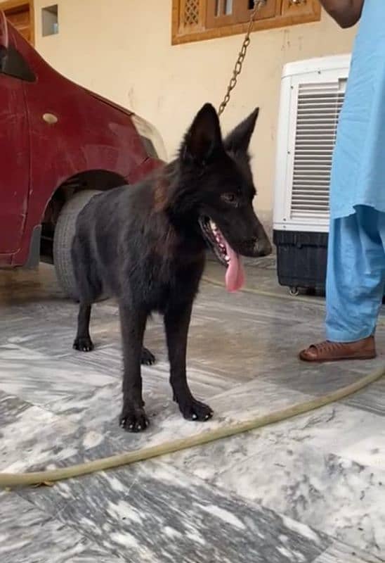 black German shepherd confirm breeder female for sale. 5