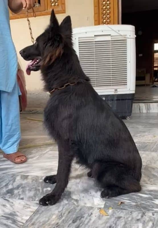 black German shepherd confirm breeder female for sale. 6