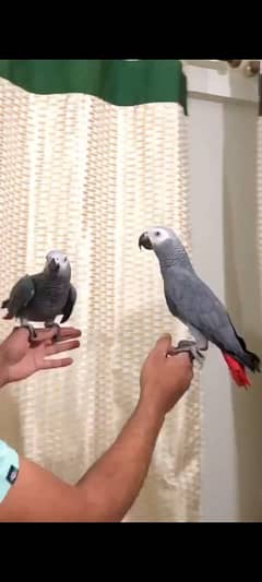 African grey parrot pair