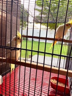 Healthy and active young pair of Cockatiel