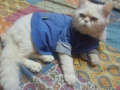 my male cat available plZ call